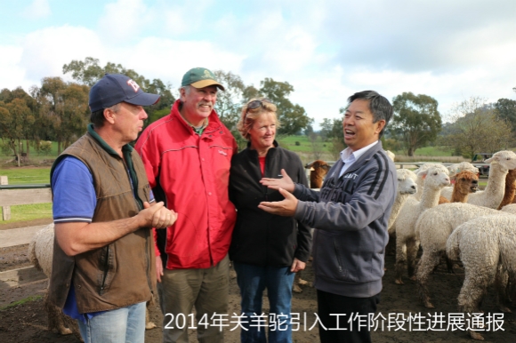 羊驼引入阶段通报 