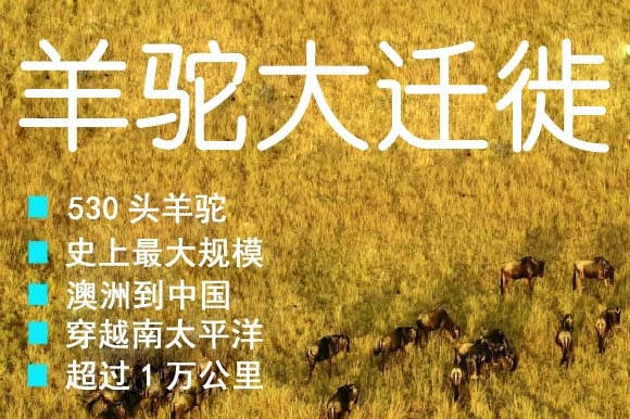 520只羊驼空降中国太原
