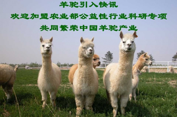 引入澳洲羊驼快讯 