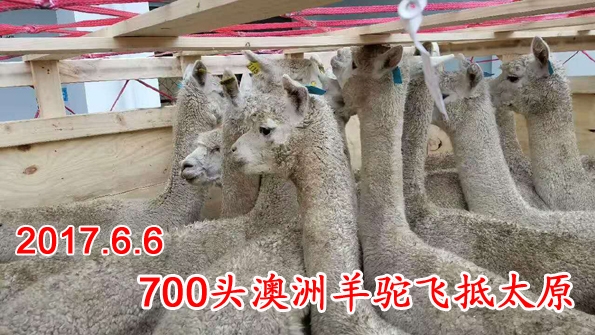 700头澳洲羊驼飞抵太原