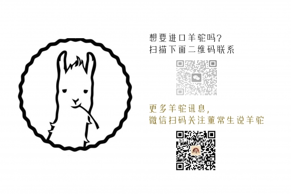 进口澳洲羊驼意向征集
